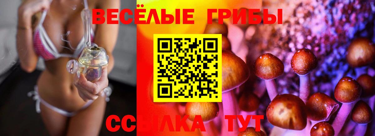 цены   Псилоцибиновые грибы мицелий  Брянск  Галлюциногенные грибы Psilocybe 